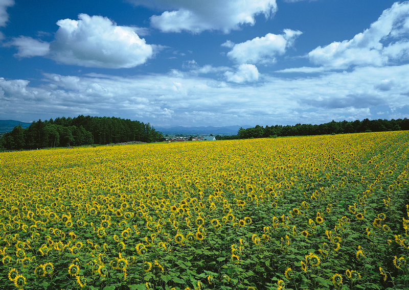 迪丽热巴口红涂歪了_热巴口红颜色