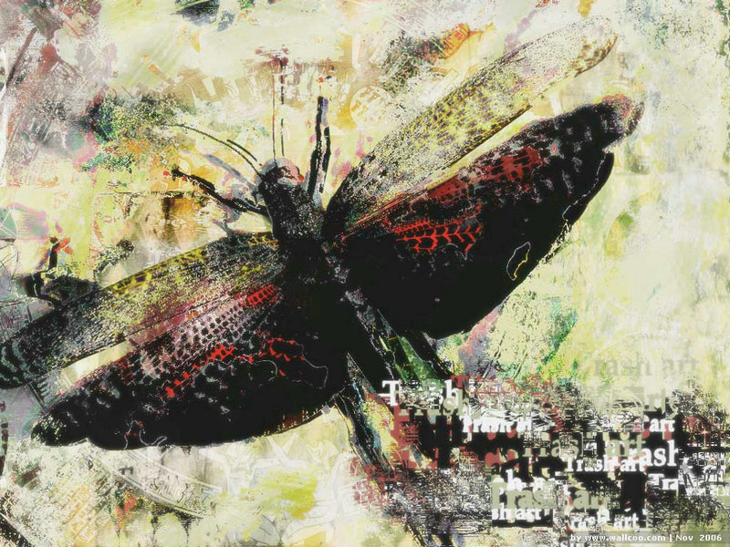 是鹰你就飞起来  是鹰你就飞起来赞美诗歌